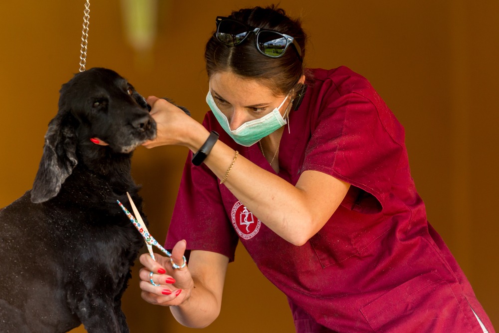 a lady trimming dog hairs using scissor